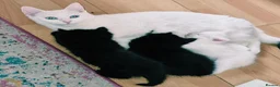 Mixed Breed cats for sale: Female kitten  in Glasgow - Advert 6