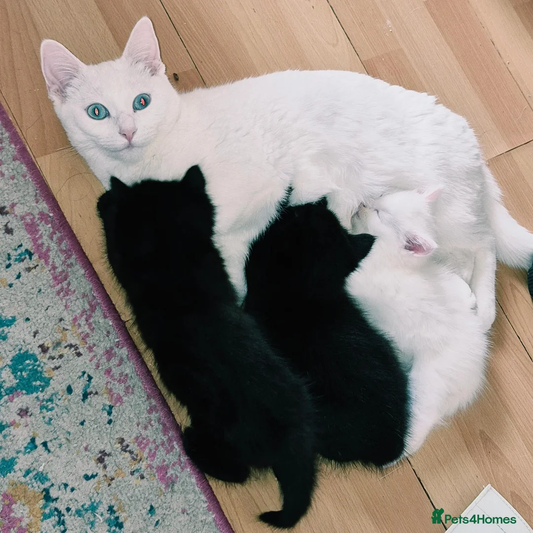 Mixed Breed cats for sale: Female kitten  in Glasgow - Advert 6