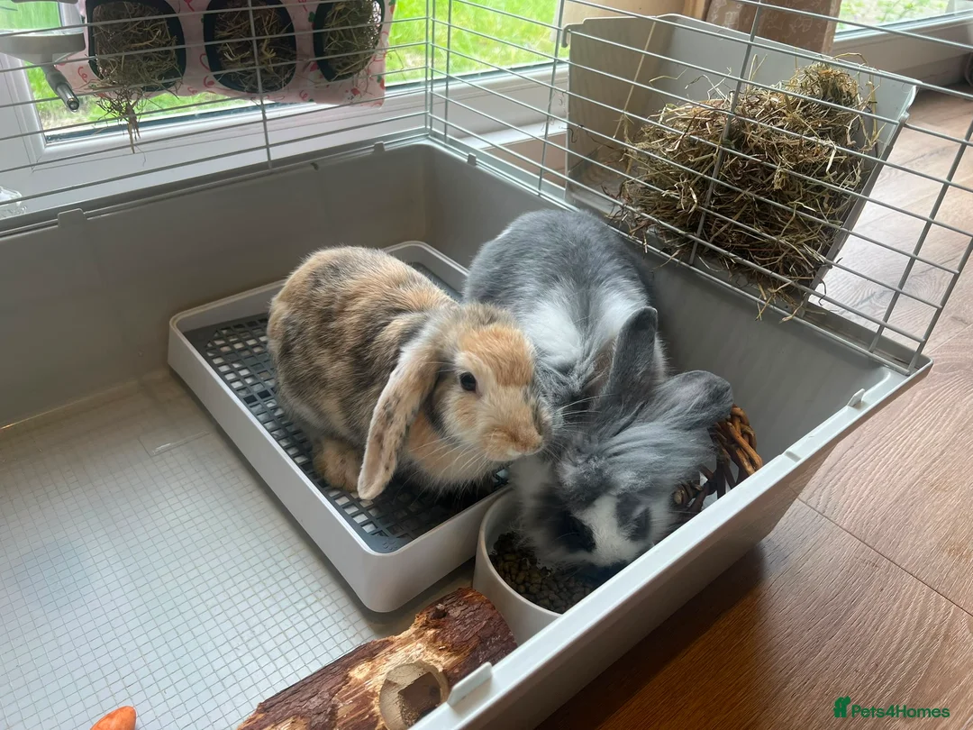 Lionhead rabbits for sale: Two Girl Bunnies Holland Lop & Lion Head  in Tranent - Advert 1
