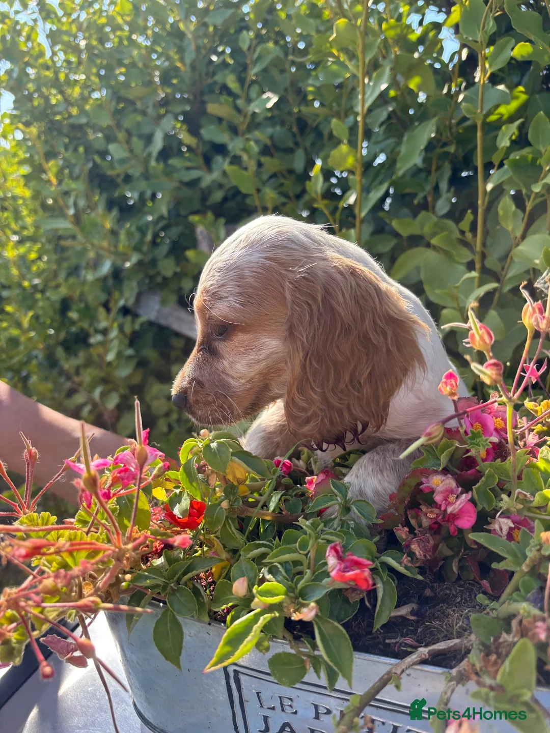 Cocker Spaniel dogs for sale: Only 2 left - Advert 2