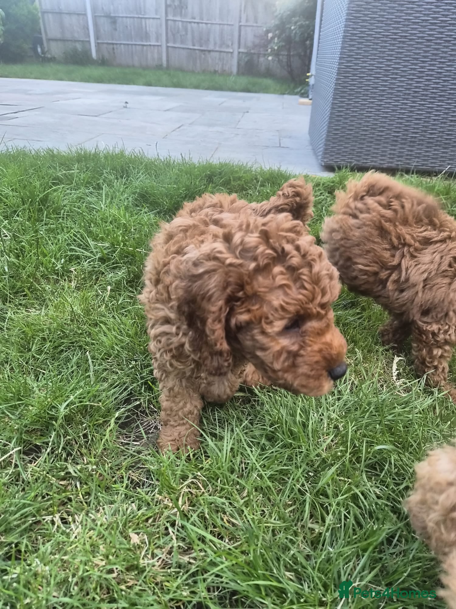 Cavapoo dogs fox red cavapoo - Advert 13
