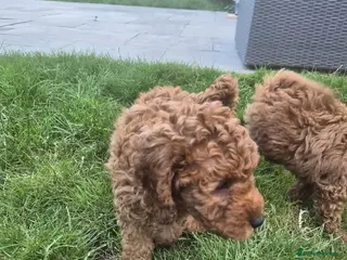 Cavapoo dogs fox red cavapoo - Advert 13