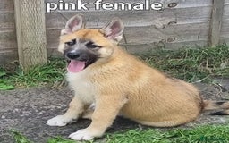 Akita dogs for sale: Huskita pups READY - Image 7