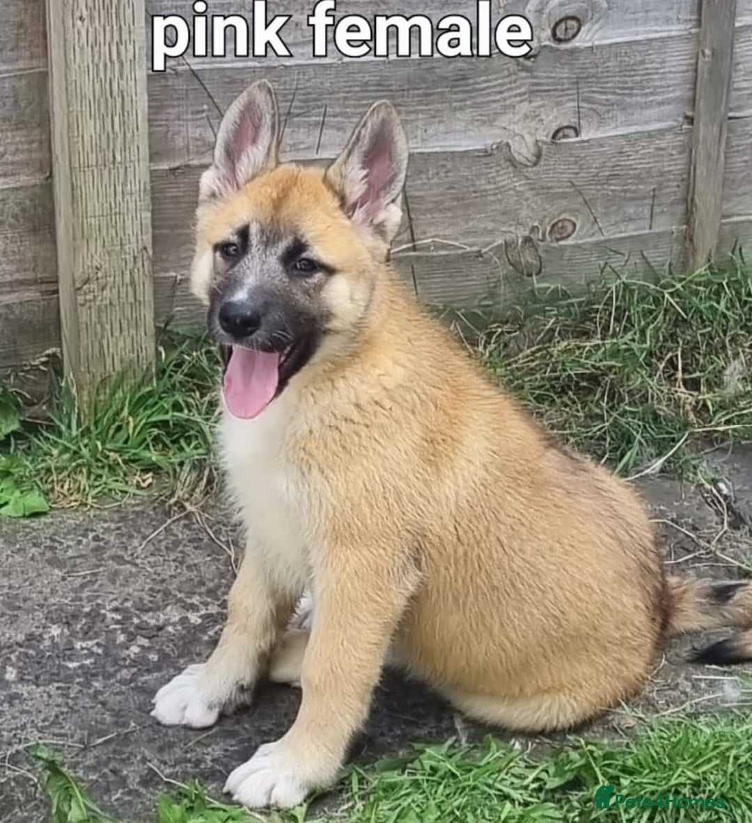 Akita dogs for sale: Huskita pups READY - Image 7