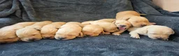 Goldador dogs for sale: Beautiful Goldador Puppies – Home Raised - Advert 3