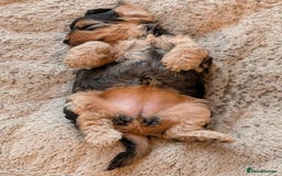 Cockapoo dogs for sale: Sable Cockapoo girl - Image 4
