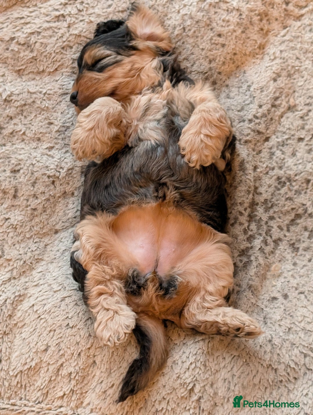 Cockapoo dogs for sale: Sable Cockapoo girl - Image 4