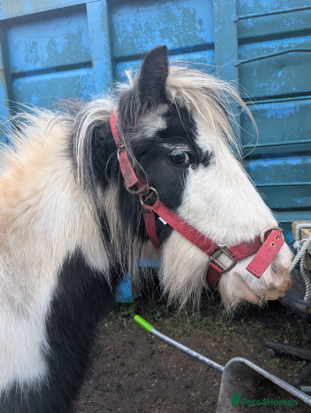Irish Cob horses for sale: Daisy 3 year old mini cob 12.2,hh  - Advert 1