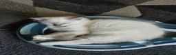 Ragdoll cats for sale: pedigree Ragdoll  - Advert 31