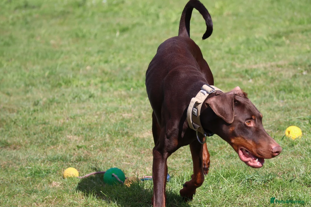 Dobermann dogs for sale: Denzel the male dobe - Advert 13