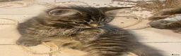 Maine Coon cats for sale: 3 x gorgeous Maine Coon kittens ready to leave. - Advert 3