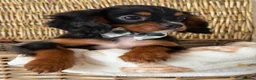 Cavalier King Charles Spaniel dogs for sale: Stunning KC Registered pups - Advert 4
