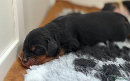 Cavalier King Charles Spaniel dogs for sale: Beautiful Cavalier King Charles Puppies - Image 4