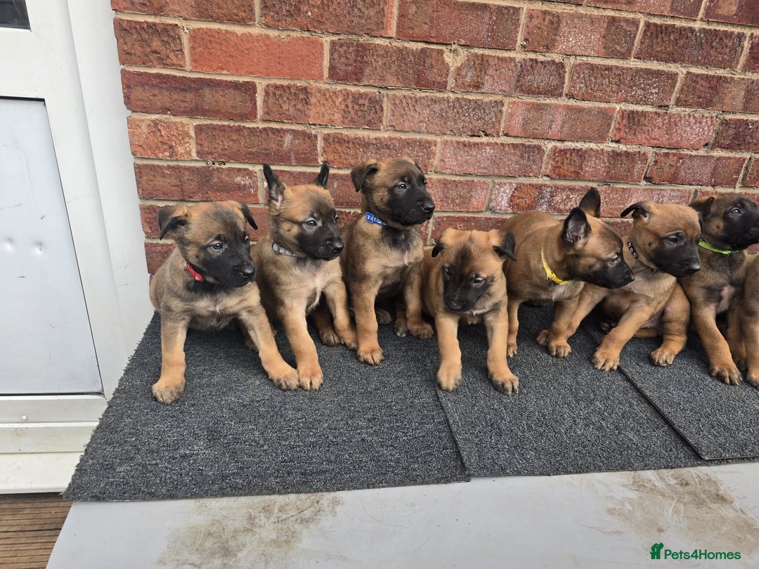Belgian Shepherd Dog dogs for sale: Belgian Shepherd puppies - Advert 4