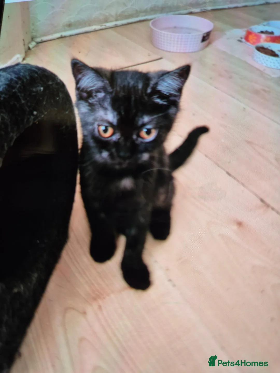 British Shorthair cats for sale: British shorthhair kittens  - Advert 2