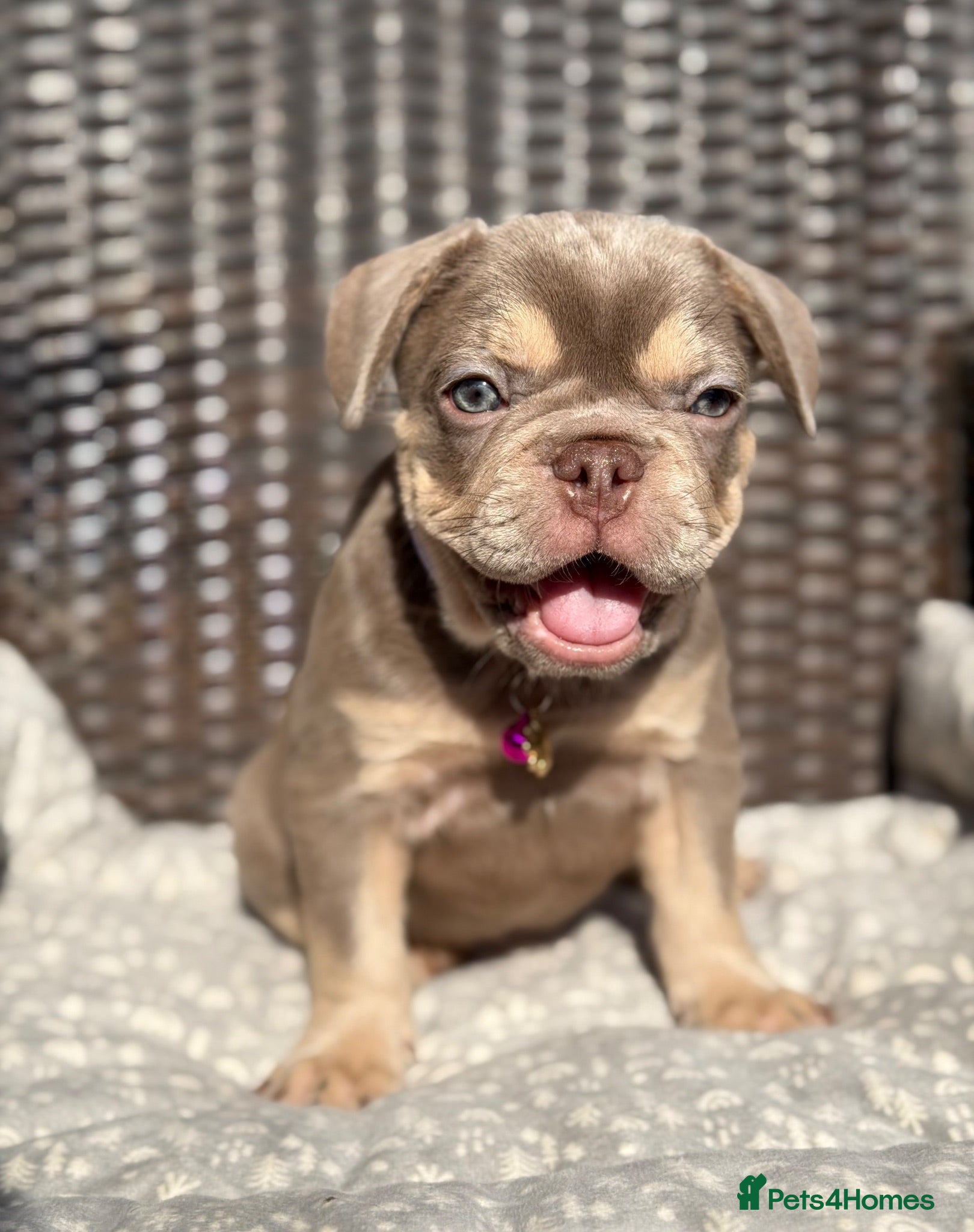 French Bulldog dogs KC French bulldog puppies highly healthed parents - Advert 2