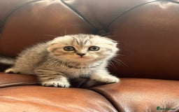 Scottish Fold cats for sale: 💫🐾Adorable kittens looking for loving homes🐾💫 - Image 14