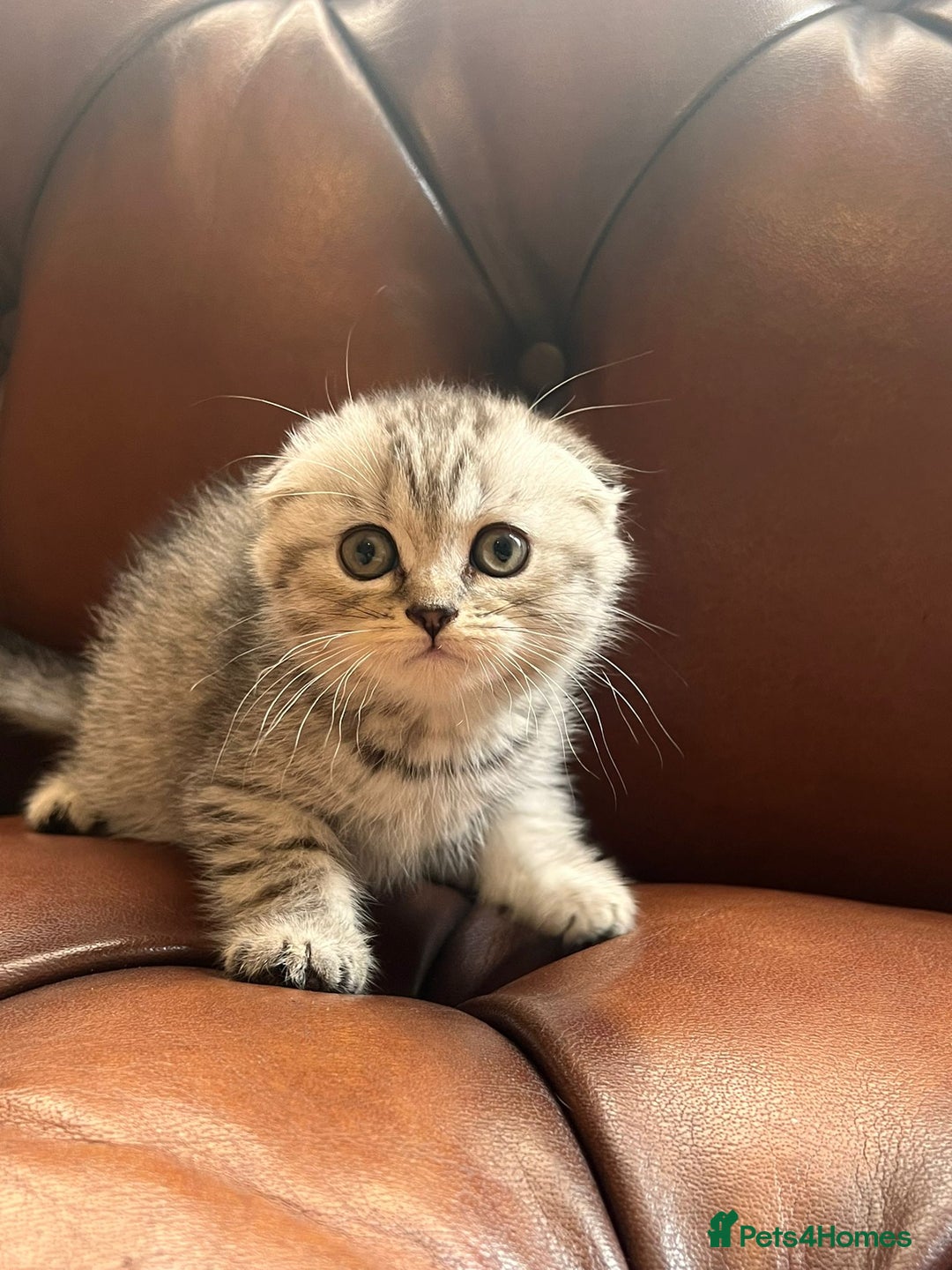 Scottish Fold cats for sale: 💫🐾Adorable kittens looking for loving homes🐾💫 - Image 14