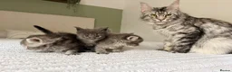 Maine Coon cats for sale: Blue smoke Maine coon kitten - Advert 6