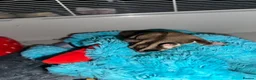 Sugar Glider rodents for sale: Two male bonded sugar gliders - Advert 9