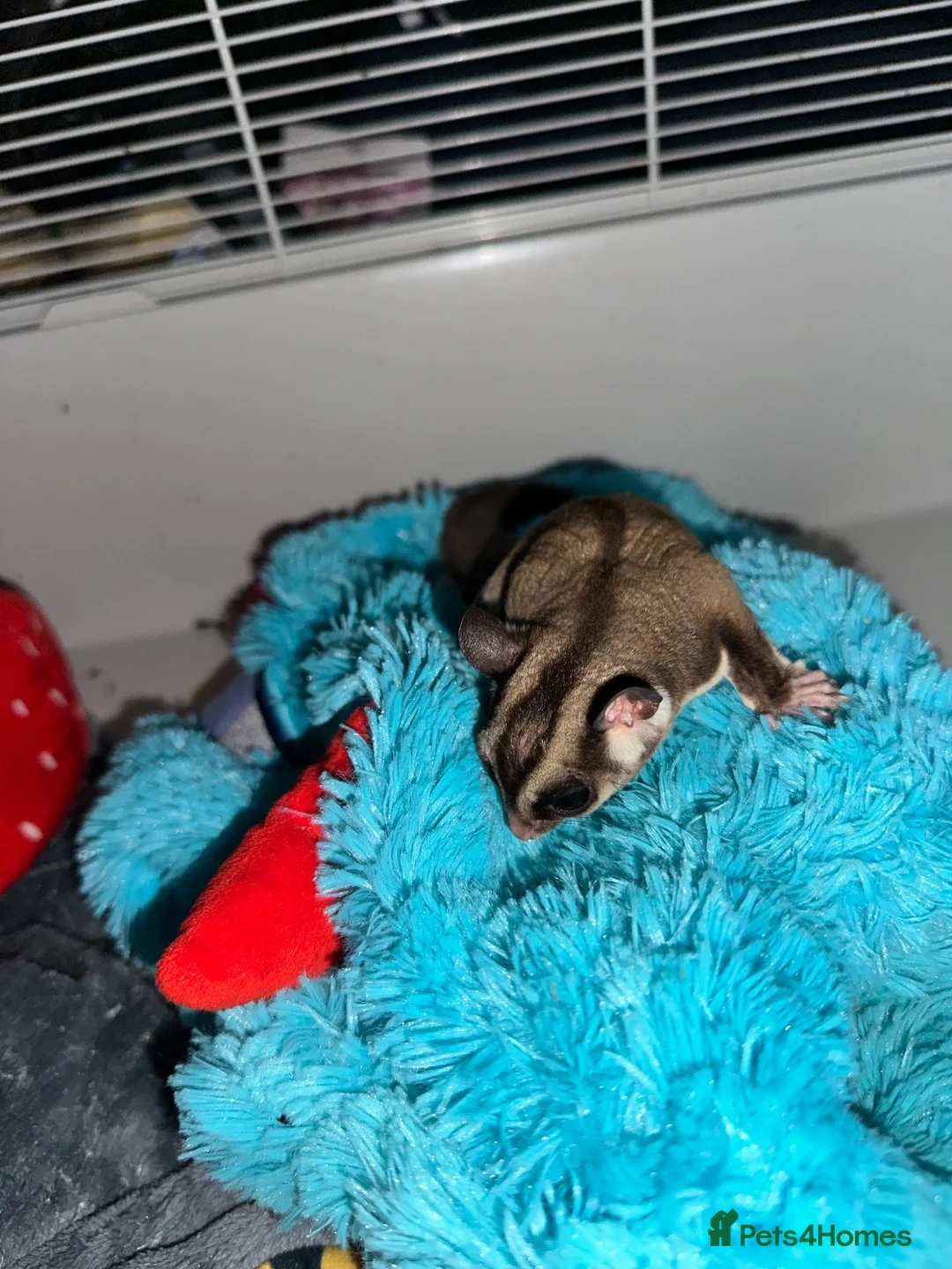 Sugar Glider rodents for sale: Two male bonded sugar gliders - Advert 9