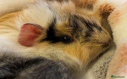 Guinea Pig rodents for sale: Guinea pigs & run - Image 3