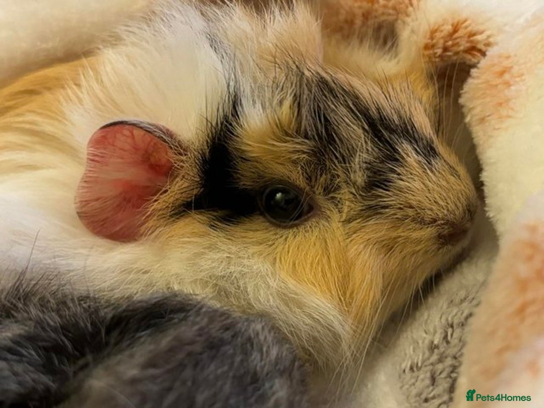 Guinea Pig rodents for sale: Guinea pigs & run - Image 3