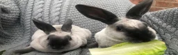 Rex rabbits for sale: Beautiful velvet mini Rex & Rex rabbits - Advert 3