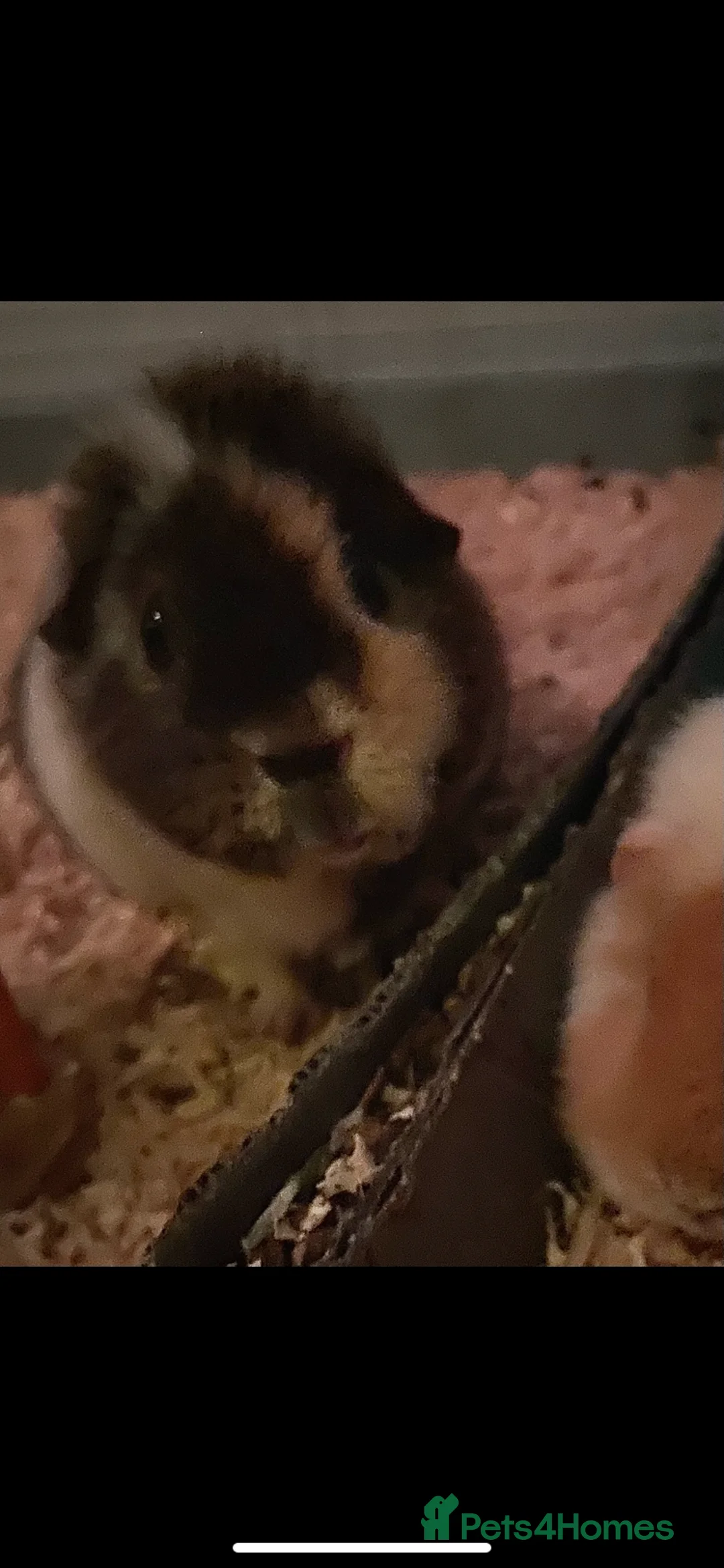 Guinea Pig rodents for sale: Guinea pigs 2 girls  - Advert 1