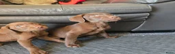 Labrador Retriever dogs for sale: 8 Beautiful Chocolate Labrador Puppies in Ingatestone - Advert 3