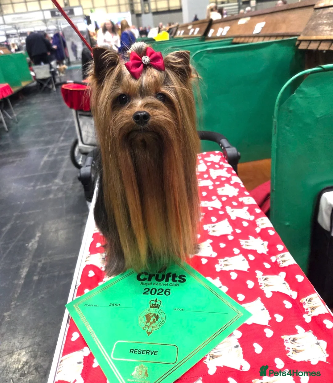 Yorkshire Terrier dogs for sale: Beautiful Yorkshire Terrier puppies 1boy 1girl  - Advert 13