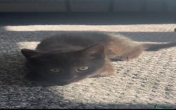 Mixed Breed cats for sale: toritoshell kittens  - Image 2