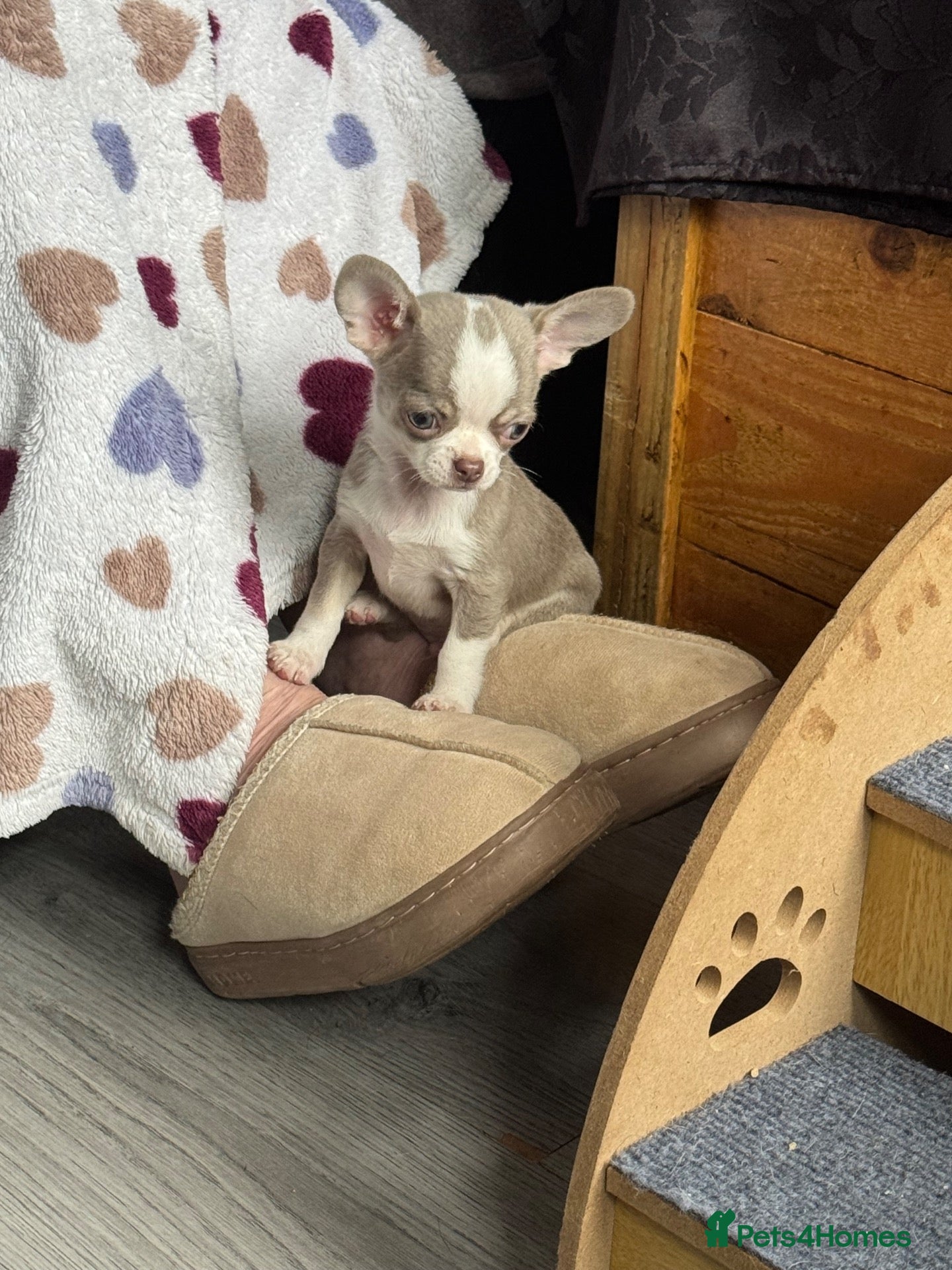 Chihuahua dogs for sale: Gorgeous lilac puppies  - Advert 13