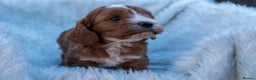 Cavapoo dogs for sale: Beautiful litter of F1 Cavapoo puppies! - Advert 4