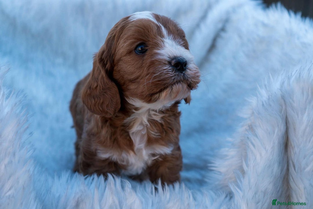 Cavapoo dogs for sale: Beautiful litter of F1 Cavapoo puppies! - Advert 4