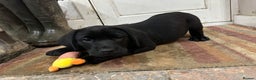 Labrador Retriever dogs for sale: READY NOW - Labrador Retriever- just one black boy - Advert 1