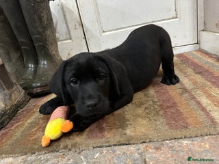 Labrador Retriever dogs READY NOW - Labrador Retriever- just one black boy - Advert 8