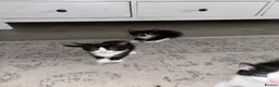 Mixed Breed cats for sale: 3 kittens needing forever homes - Advert 9