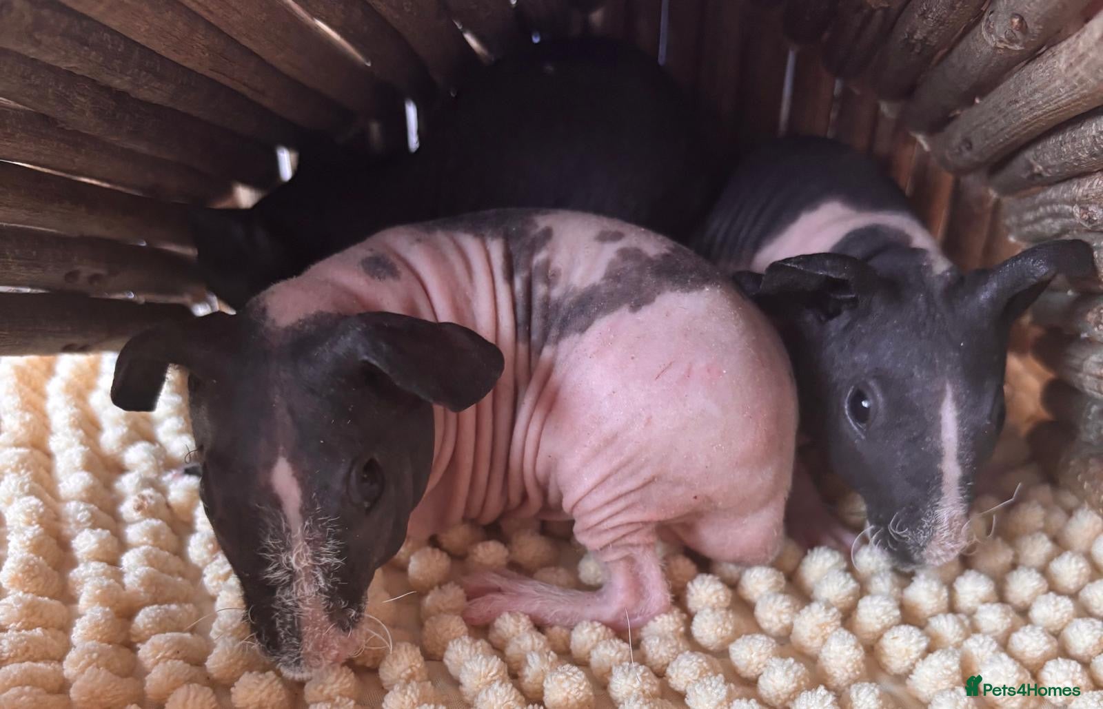 Guinea Pig rodents REDUCED Gorgeous Skinny Pigs- one boar left!  - Advert 2