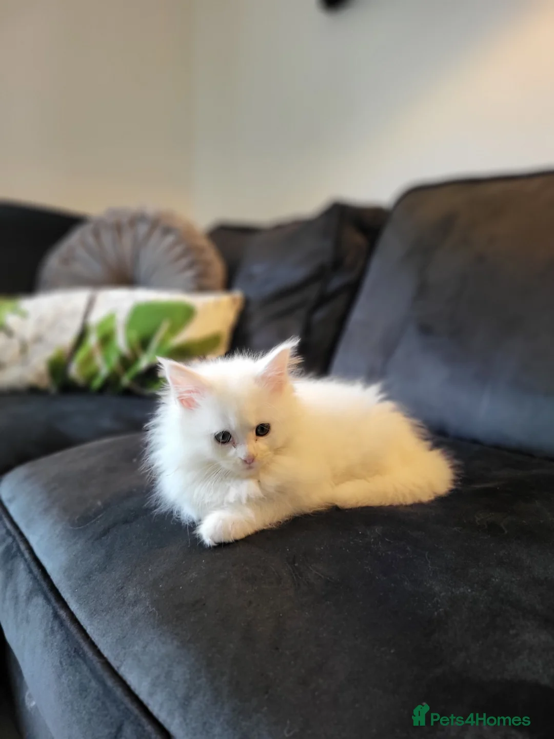 Maine Coon cats for sale: Maine Coon x kittens available now! - Advert 1