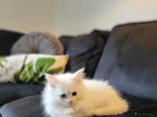 Maine Coon cats Maine Coon x kittens available now! - Advert 1