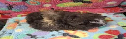 Guinea Pig rodents for sale: Baby Boars In Different Breeds  - Advert 2