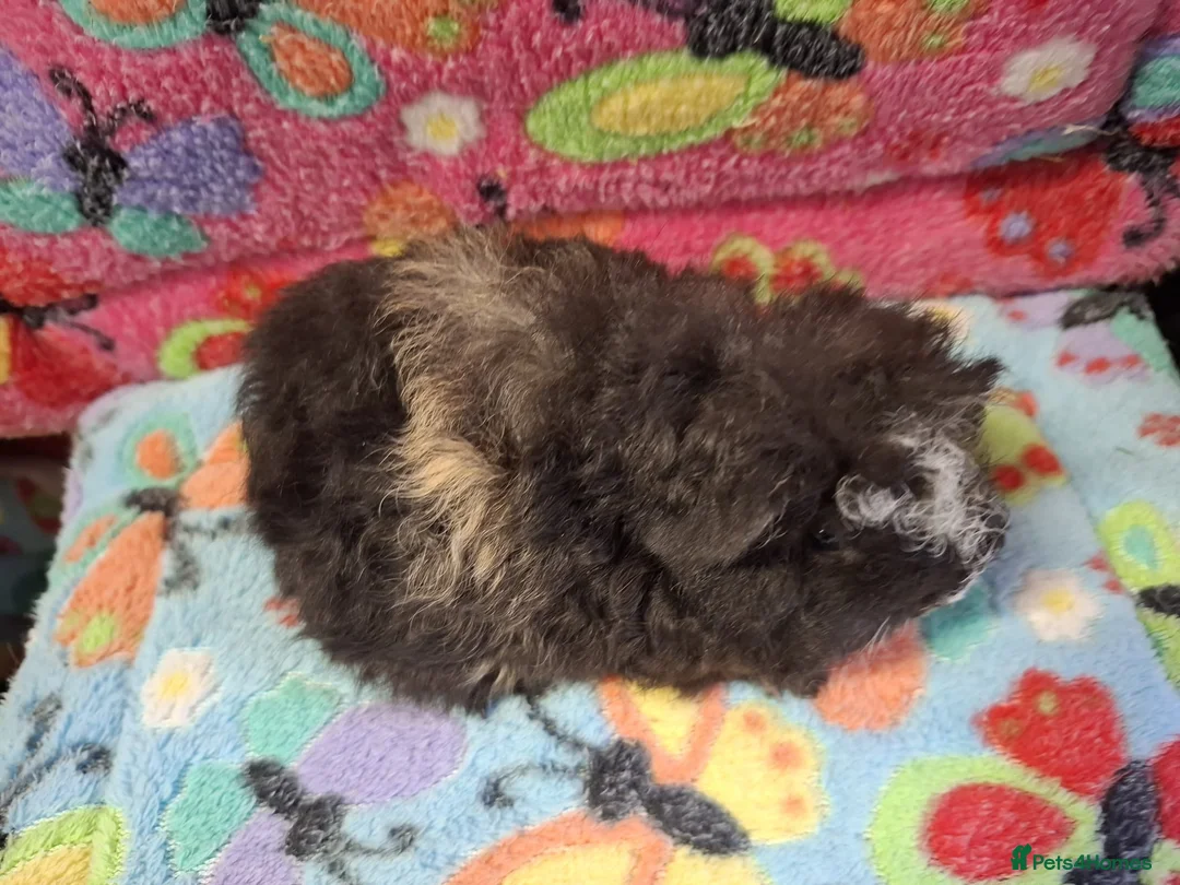 Guinea Pig rodents for sale: Baby Boars In Different Breeds  - Advert 2