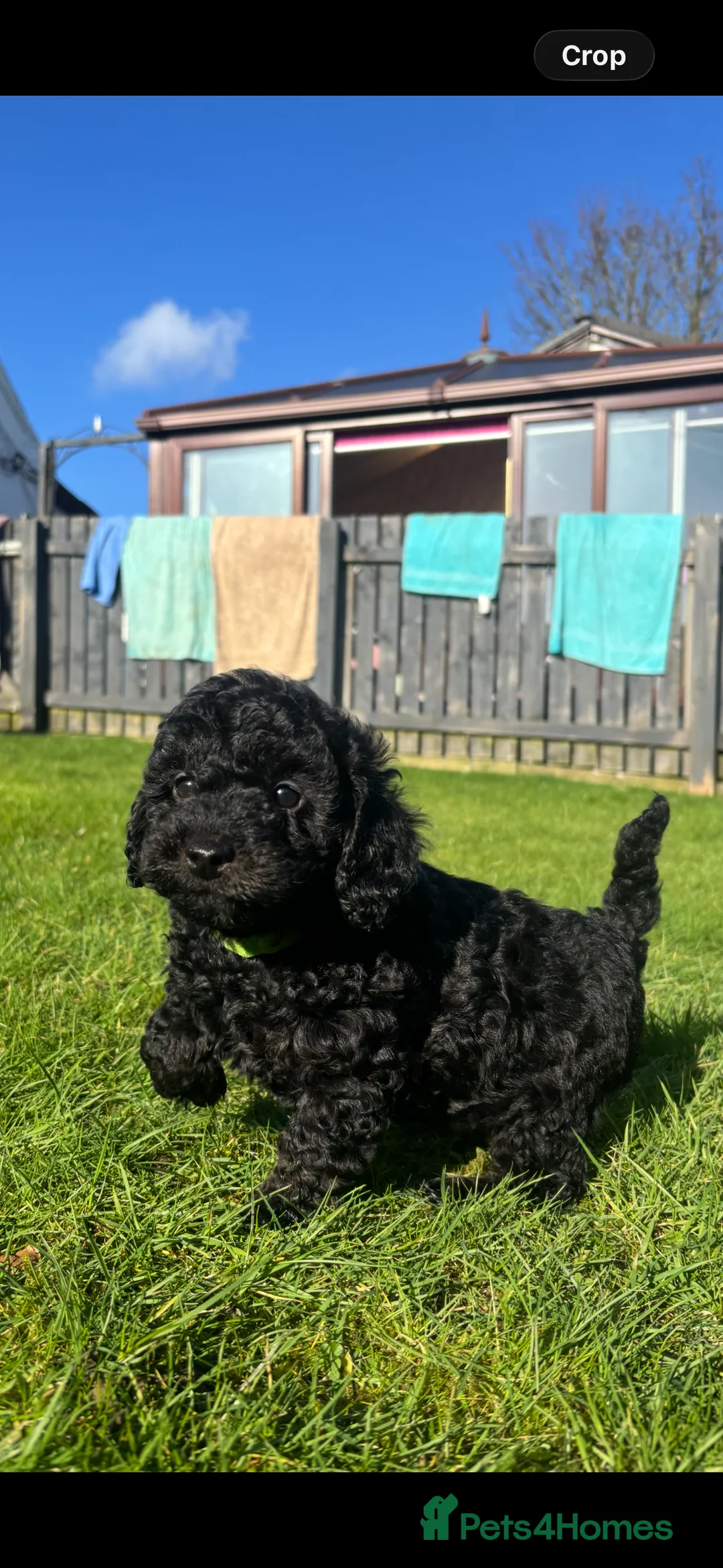 Toy Poodle dogs for sale: Kc registered toy poodle  - Advert 2