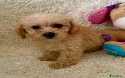 Maltipoo dogs for sale: OUTSTANDING LITTER OF MALTIPOO PUPPIES - Image 4