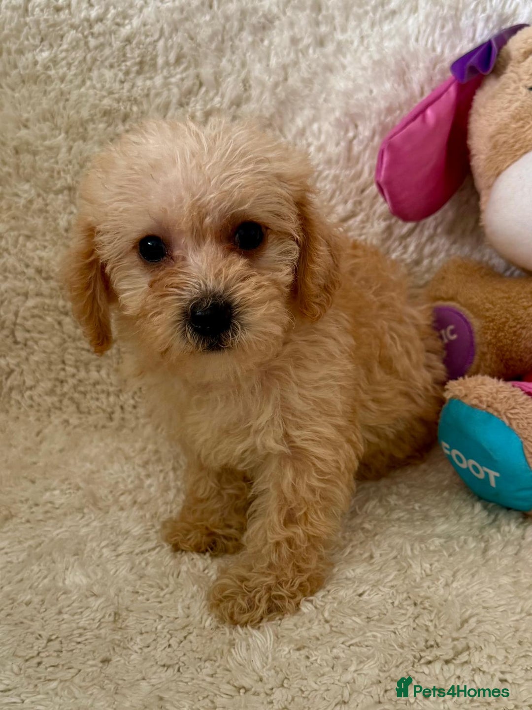Maltipoo dogs for sale: OUTSTANDING LITTER OF MALTIPOO PUPPIES - Image 4