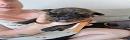 Mixed Breed dogs for sale: 9 gorgeous staffy cross rottweiler puppies  - Advert 4