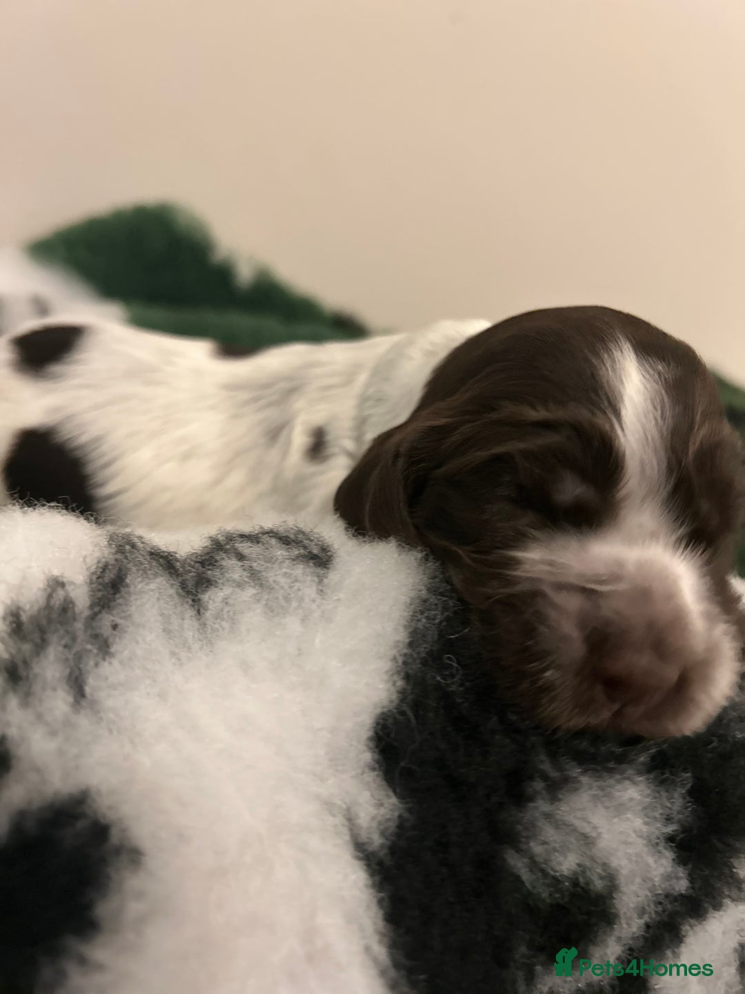 Cocker Spaniel dogs for sale: Show cocker spaniel  - Image 3