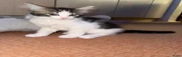 Mixed Breed cats for sale: 3 beautiful kittens ready to leave  - Advert 3