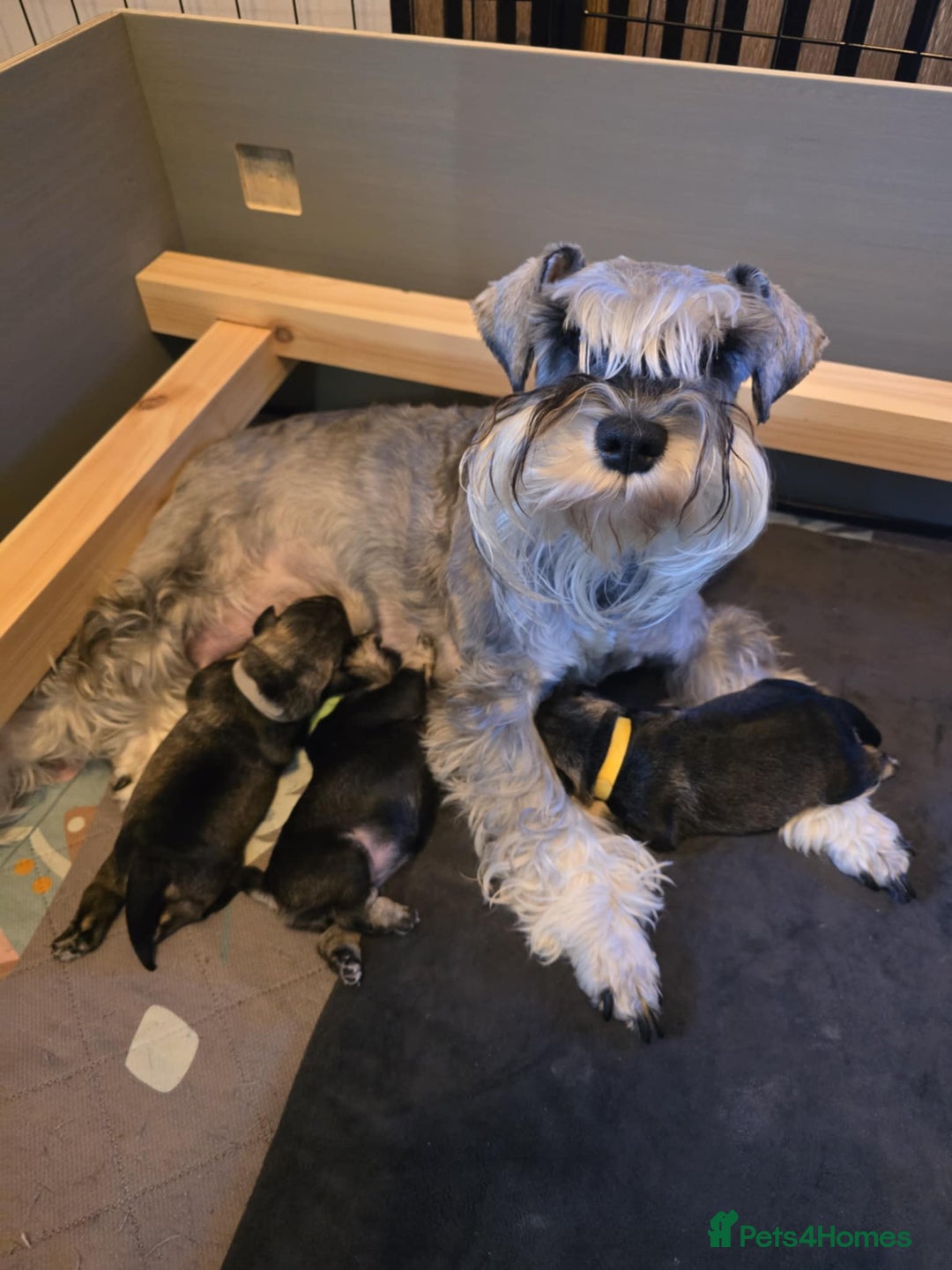 Miniature Schnauzer dogs for sale: Miniature Schnauzer - Advert 2